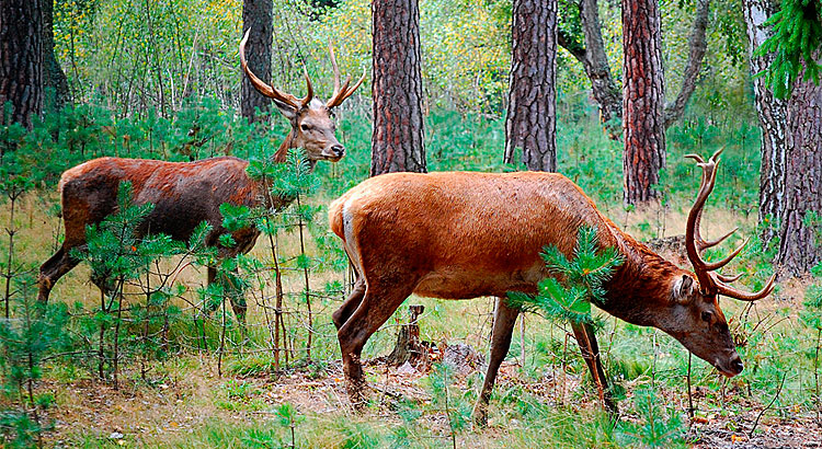Беловежская пуща олени