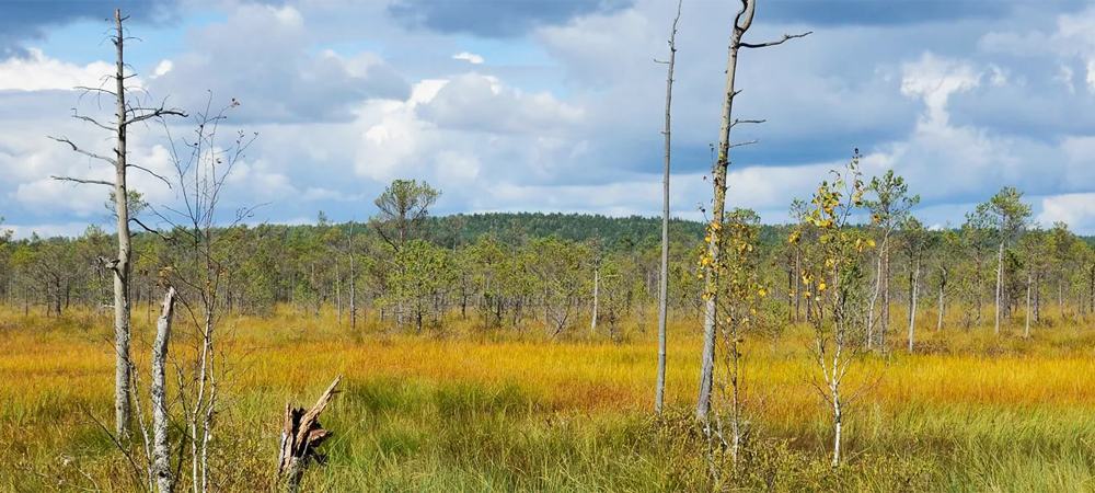 Travel to the Berezensky Reserve from Minsk