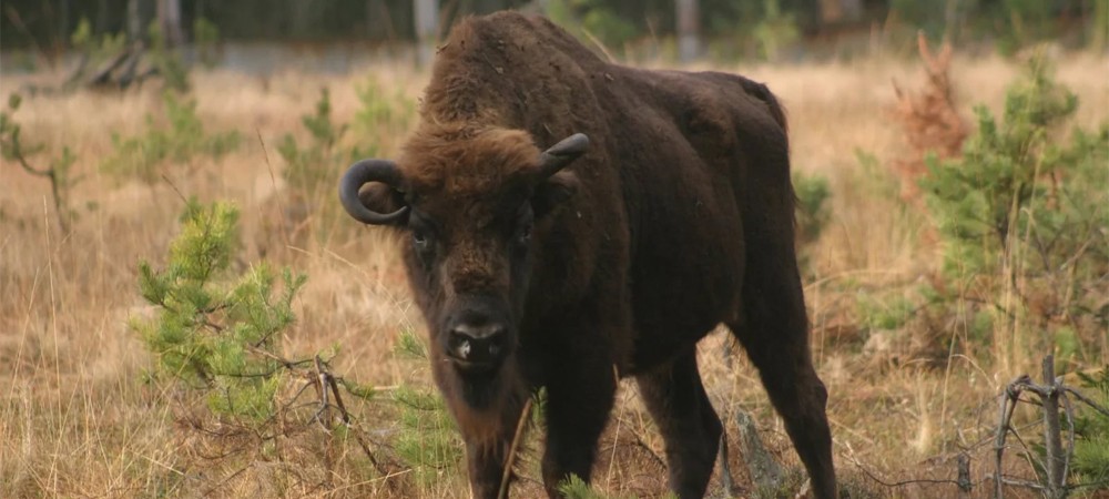 Животный мир Березенского заповедника
