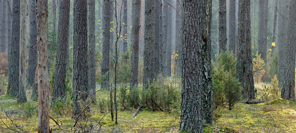 Нетронутая природа