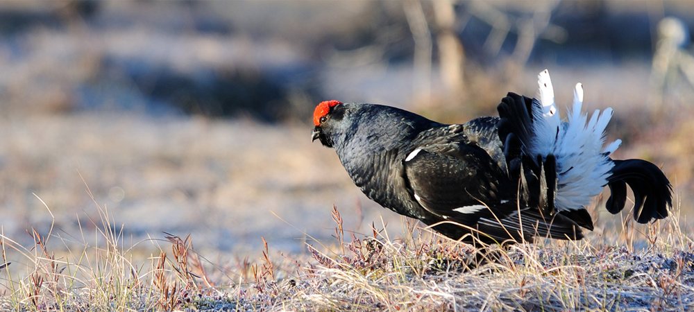 Березенский биосферный заповедник