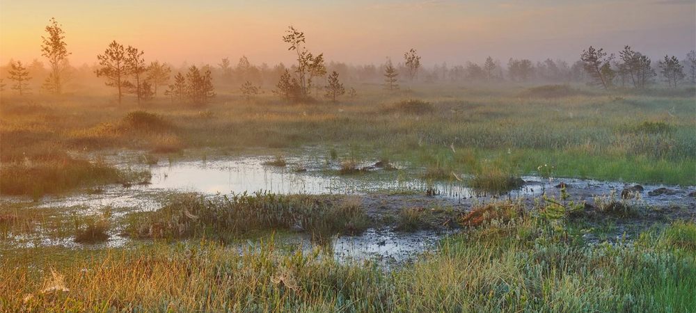 Экологическая лесная заповедная тропа