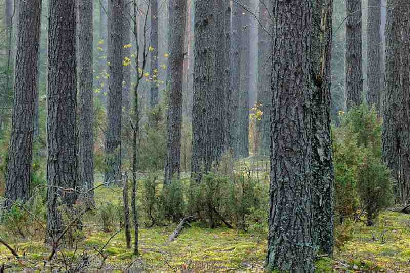 Visit to the Berezinsky Reserve