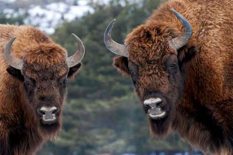 Belovezhskaya Pushcha from Minsk